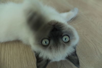 Close-up portrait of cat