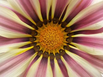 Full frame shot of purple flower