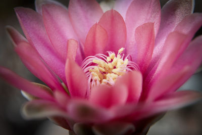 Close-up of pink flower