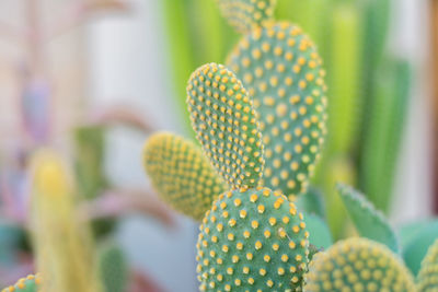 Close-up of succulent plant