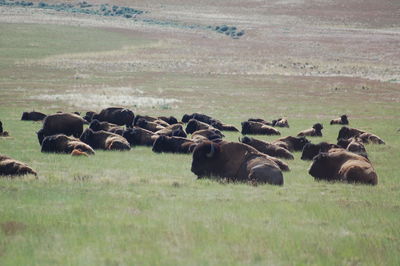 View of grassy field