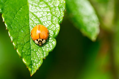 Close-up of ladybug on leaf