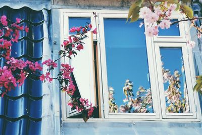 Potted plants on window of building