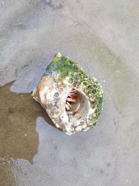 High angle view of fish in sea