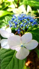 Close-up of purple flowers