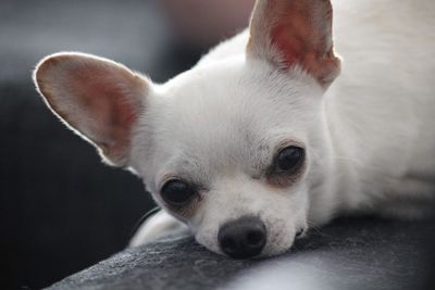 Close-up portrait of a dog