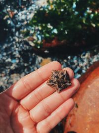 Close-up of hand holding starfish