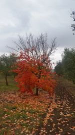 Trees on landscape during autumn