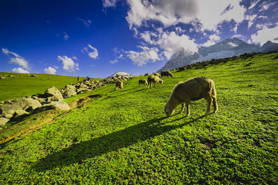 Cows grazing on field against sky