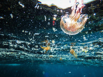 Close-up of fish swimming in sea