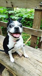 Portrait of dog sitting on hardwood floor