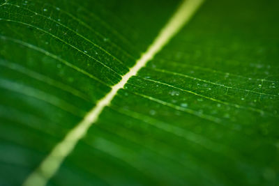 Full frame shot of raindrops on leaves