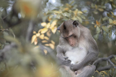 Monkey sitting on a tree