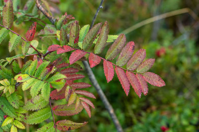 Close-up of fresh green plant