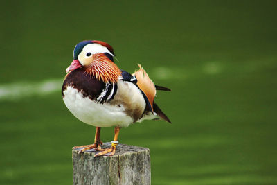 Close-up of bird perching on leaf