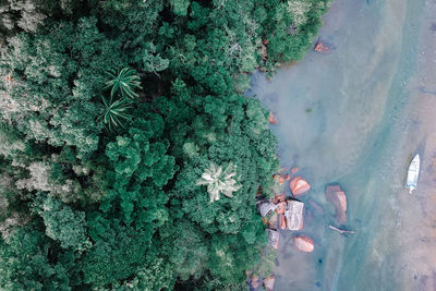 High angle view of plants in lake