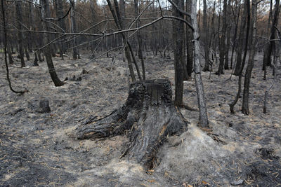 View of bare trees in forest