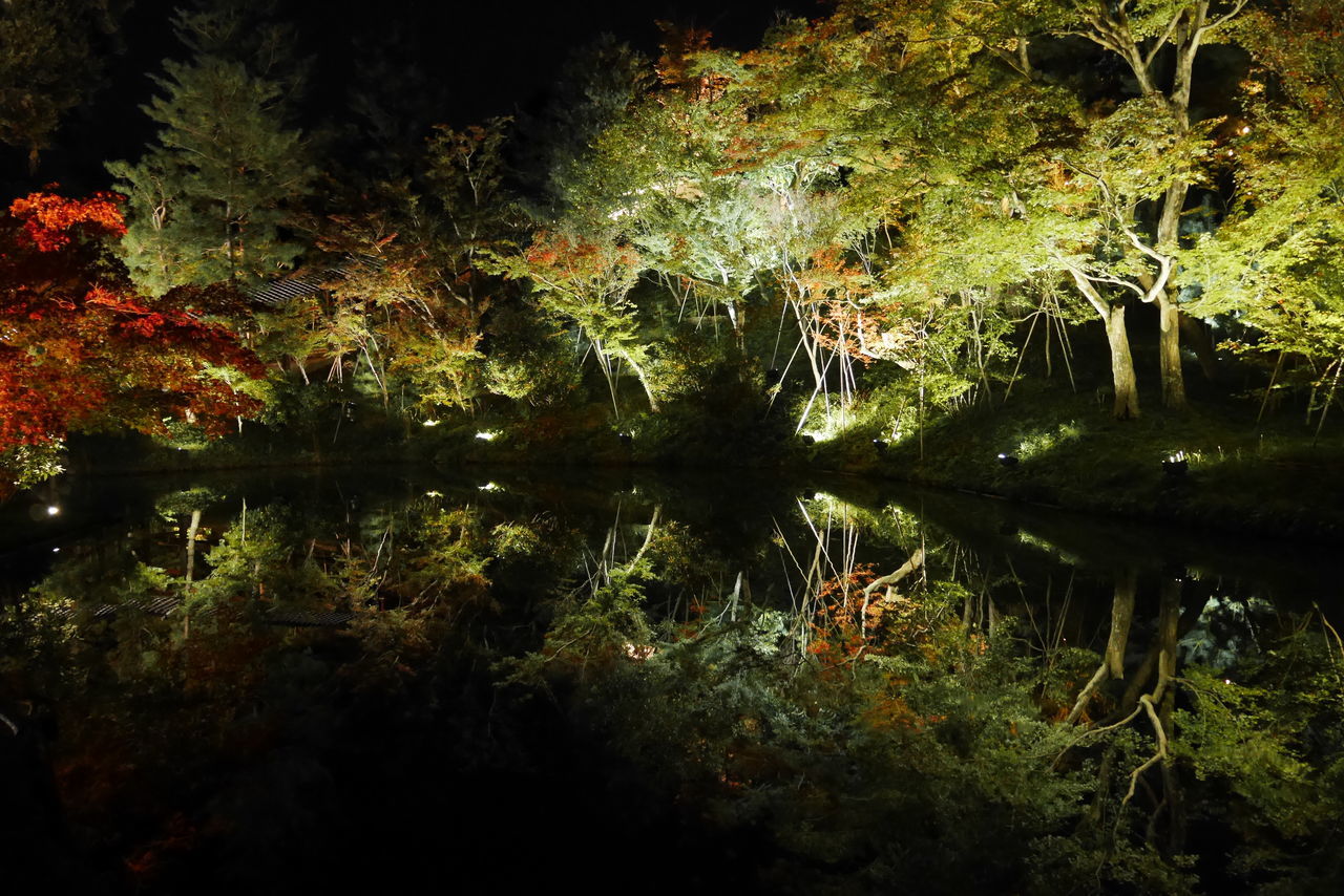 water, lake, reflection, nature, plant, no people, waterfront, night, tranquility, tree, growth, underwater, standing water, outdoors, beauty in nature, symmetry, tranquil scene, marine