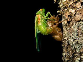 Close-up of insect on leaf against black background