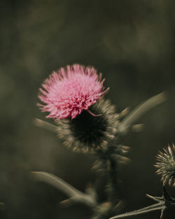 Close-up of pink flower