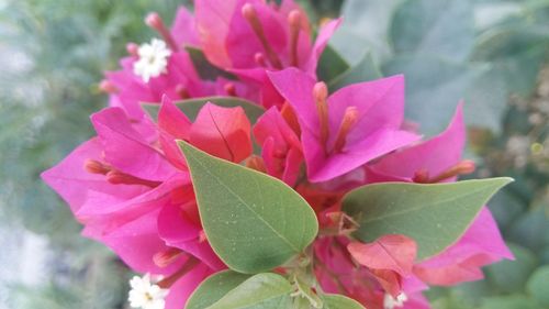 Close-up of pink flower blooming outdoors