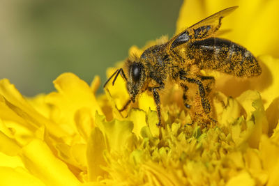 Close-up of honey bee feeding on flower