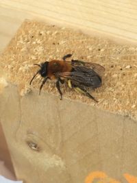 Close-up of insects on white surface