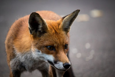 Close-up portrait of brown horse