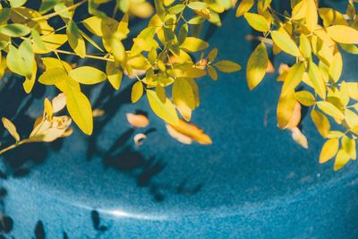 High angle view of green leaves on twigs over blue table at park