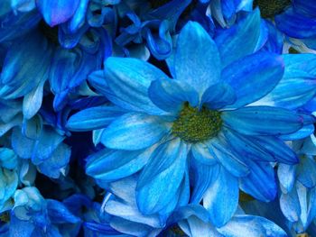 Close-up of blue flowers blooming outdoors