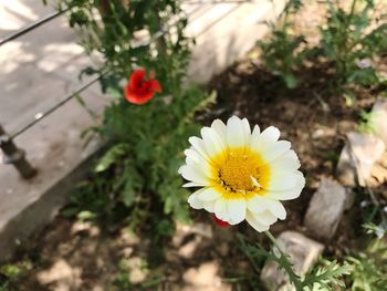 Close-up of yellow flower blooming outdoors