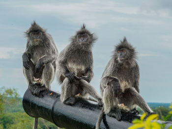 Monkey relaxing against sky