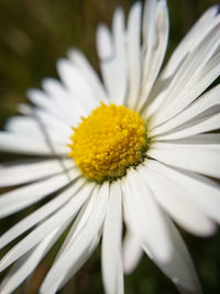 Close-up of white flower