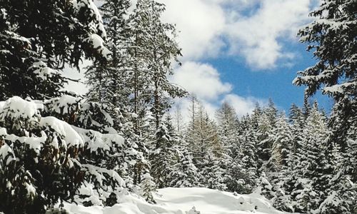 Low angle view of snow covered trees against sky