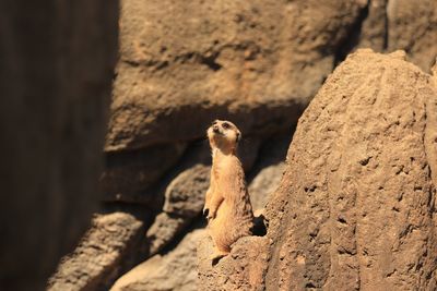 Close-up of lizard on rock