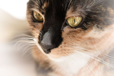 Close-up portrait of cat