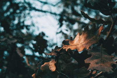 Close-up of dried leaves on tree