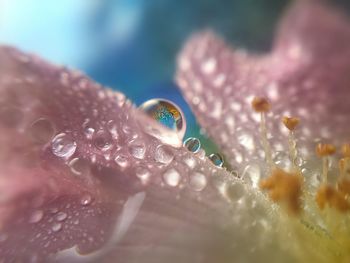 Close up of a flower