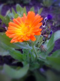 Close-up of orange flowers blooming outdoors