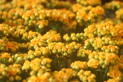 Full frame shot of green leaves