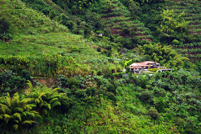 Scenic view of trees in forest