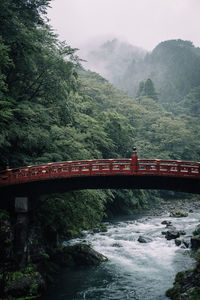 Bridge over river amidst trees in forest