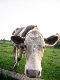 Close-up of cow on field against clear sky