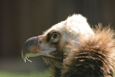 Close-up of a bird