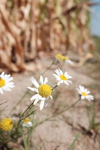 Close-up of white flowers blooming in park