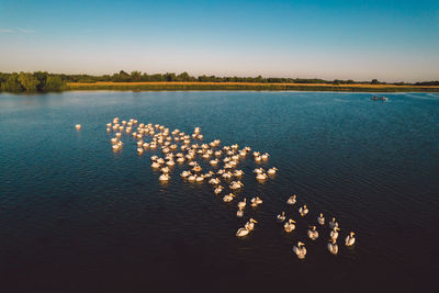 High angle view of pelicans on a lake