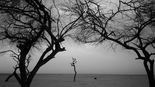 Bare tree on beach against sky