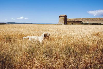 Dog on field against sky