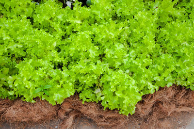 High angle view of vegetables on field