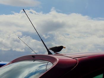 Bird perching on car against sky